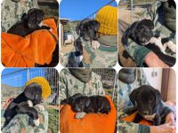 Gustl – ein kleiner Entdecker mit Flausen im Kopf