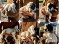 Odin, Pepe und Oreo drei junge Setter-Seelen