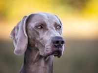 Weimaraner - Premiumzucht vom Gräfensteiner Adel - Wurfankündigung März 2026
