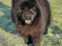 Teddy in 19406 Hohen Pritz sucht sein Für-immer-Zuhause