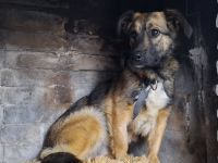 Pino auf Pflegestelle in 48268 Greven sucht sein Für-immer-Zuhause