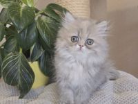 Abby und Lilly, zwei zuckersüße Persermädchen.....