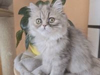 ein zuckersüßes Persermädchen.....