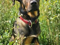 Loki in 14827 Wiesenburg/Mark sucht sein Für-immer-Zuhause