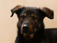 Loki in 14827 Wiesenburg/Mark sucht sein Für-immer-Zuhause