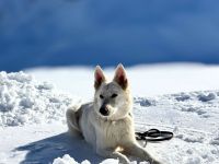 Ella in 79618 Rheinfelden sucht ihr Für-immer-Zuhause