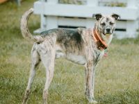 Flori in 52223 Stolberg sucht sein Für-immer-Zuhause