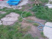 Cocker-pei Rüde 45 cm groß.