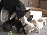 7 süße Labradormix Welpen suchen ein neues zu Hause