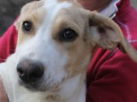 Hundekind Pascale sucht eine Familie!