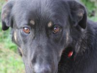 Gaya sucht ihre Menschen!