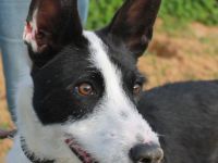 JJ sucht eine Familie!