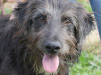 Jerry sucht eine Familie!