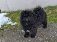 Puli-Welpe (schwarz) zu verkaufen