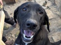 Elena, fröhliche, aufgeweckte Hündin sucht fröhliches Zuhause mit viel Streicheleinheiten, 3J, 50 cm