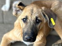 Elvis, ruhiger, sehr menschenbezogener Junghund möchte gern sein Köfferchen packen, 8 M, 48 cm