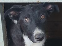 Miru, bezaubernder, junger, liebevoller Rüde sucht liebevolles Zuhause, 14M, 47 cm