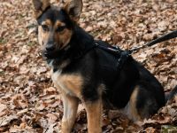 Dora - Schäferhund-Mix-Hündin