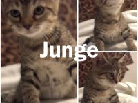 Bengal Mischlings Kätzchen