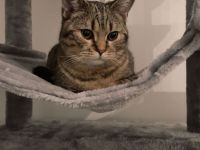 Verspielter Kater Simba sucht ein liebevolles Zuhause