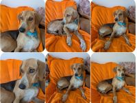 Irmela – liebevolle und fürsorgliche Hundemama