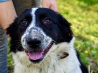 Wuschelmaus Gyda sucht Für-immer-Zuhause