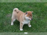 Shiba Inu Welpen in Rot-Sesam