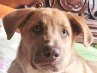 Toby´s gute Ansätze suchen ein liebevolles Training