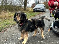 Zordon sucht sein Glück