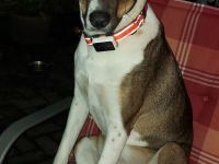 Joy sucht Traumzuhause