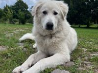 Klara sucht eine neue Familie