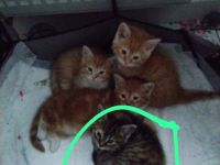 3 Süße Rot Kätzchen zu verkaufen!