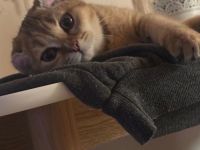 British Kurzhaar Katze – liebevolle Hauskatze abzugeben