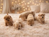 Pudel Mix- Zwergpudel mit Shih Tzu Spitz Mix Welpen