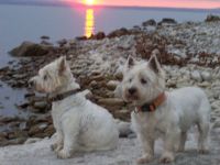 Suche Westie Hündin - suche West Highland White Terrier Hündin  Suche