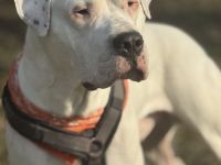 DECKRÜDE reinrassig Dogo Argentino