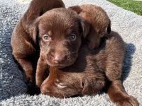 Prodáváme labradora