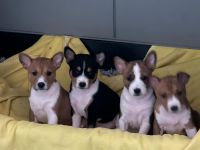 Welpen Basenji_Geb.Dat. 10.12.2025