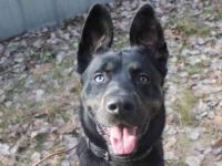 Dante, Schäferhund-Husky-Mix, geb.2024, neugierig, freundlich und voller Energie