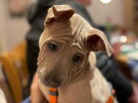 Thai Ridgeback Welpe - Rüde isabella