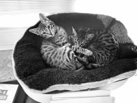 SIAM BENGAL Mix Kitten Mädchen