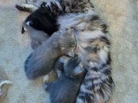 BKH-Mix Kitten – liebevoll aufgezogen, Abgabe ab März 2026