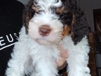 Lagotto Romagnolo Welpen aus Brandenburg
