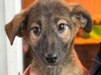 Teresa, kleines Welpenmädchen sucht ein kuscheliges Plätzchen, 5M, 30 cm