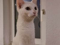 Katzen suchen ein Zuhause