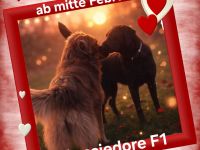 Aussiedor Wurfankündigung