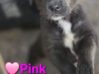 Aussiedor Familien/Therapie/Begleithund