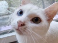 Canadian Sphynx/Türkische Van Mischlings Katzen suchen Zuhause