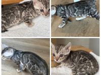 Bengal kitten Silber Mädchen Bringen Möglich