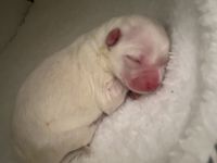 Malteser Welpe reinrassig Rüde